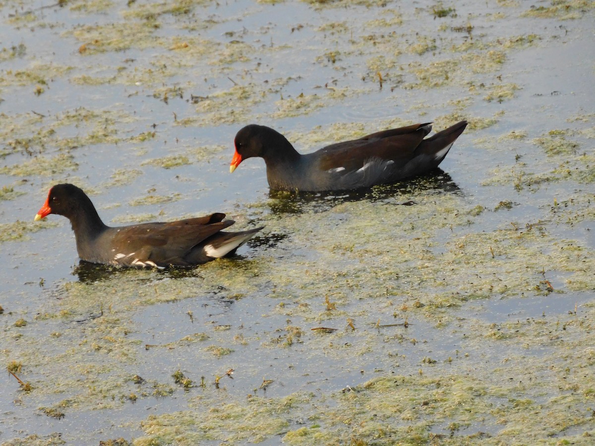 Common Gallinule - ML646432888