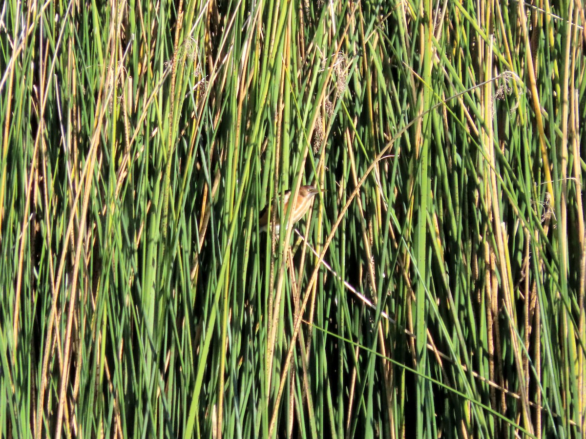 Least Bittern - ML646432889