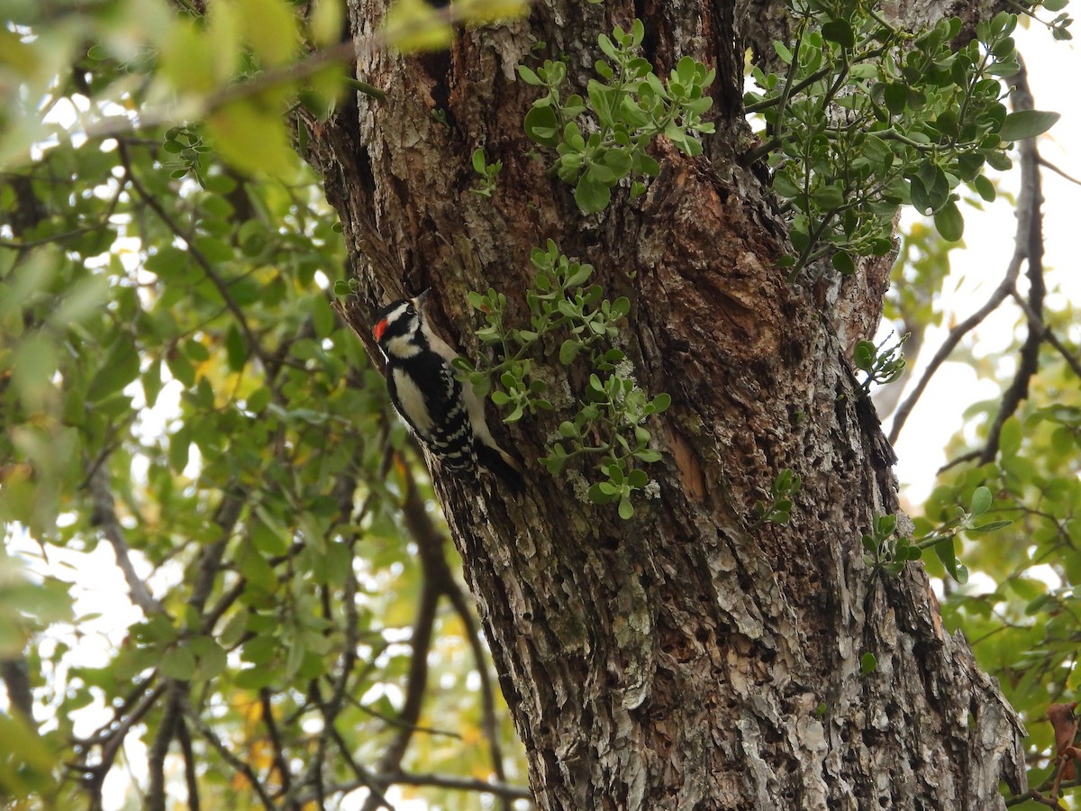Downy Woodpecker - ML646432891