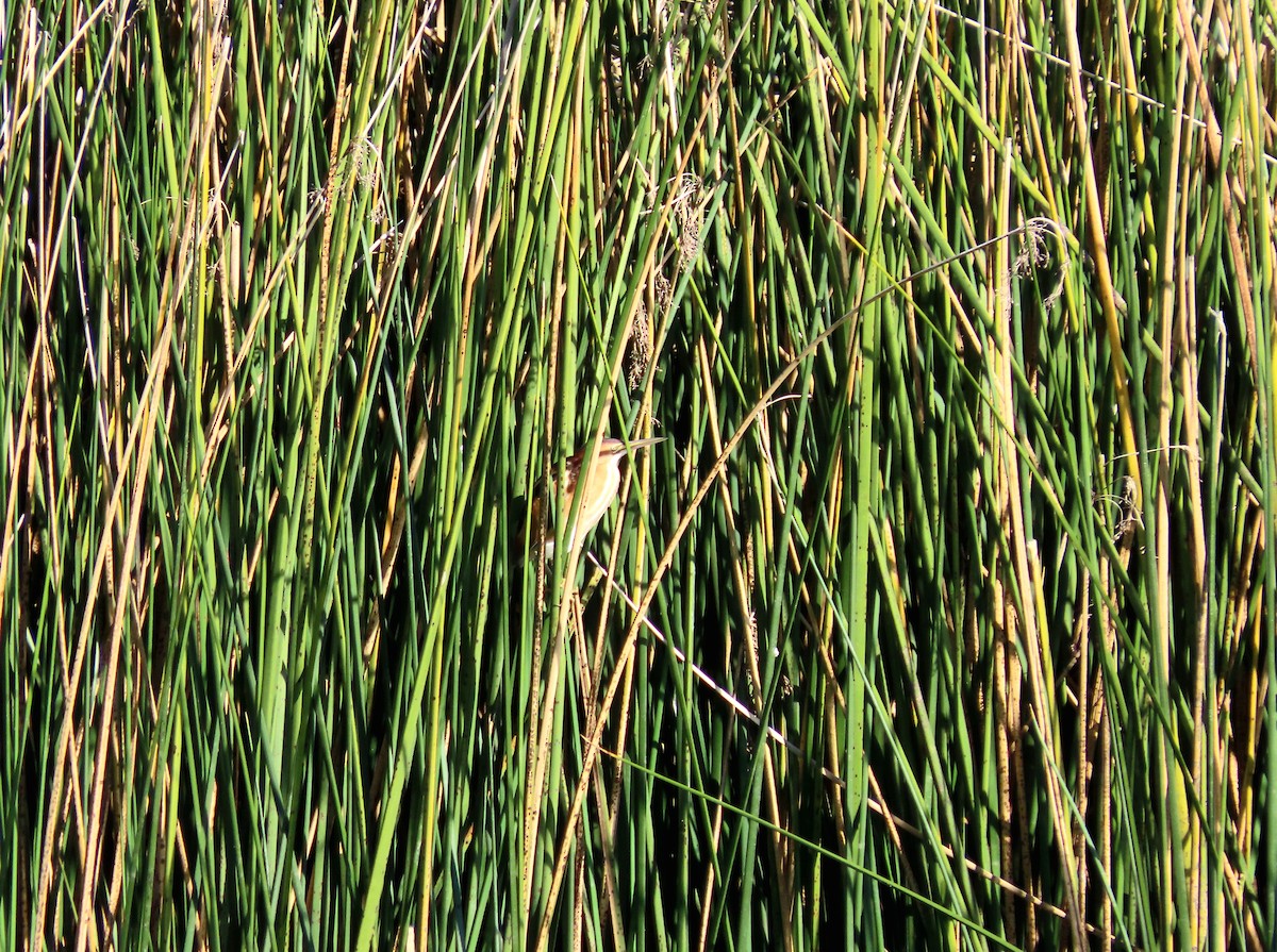 Least Bittern - ML646432893