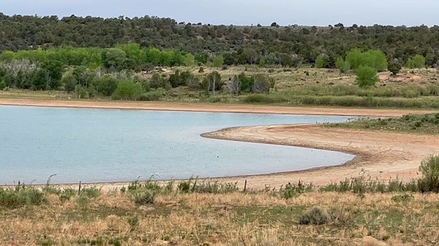 Violet-green Swallow - ML646432895