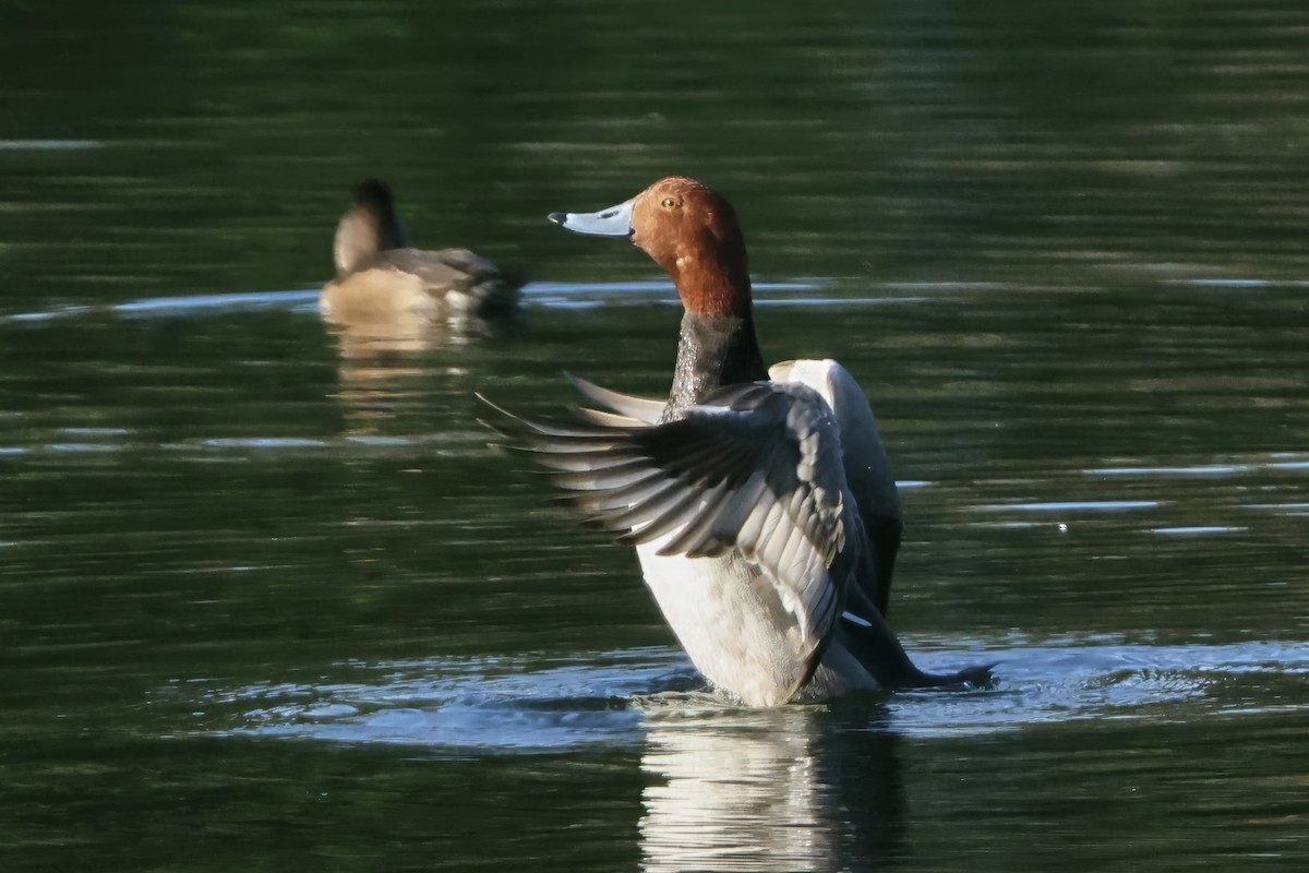 Redhead - ML646432896