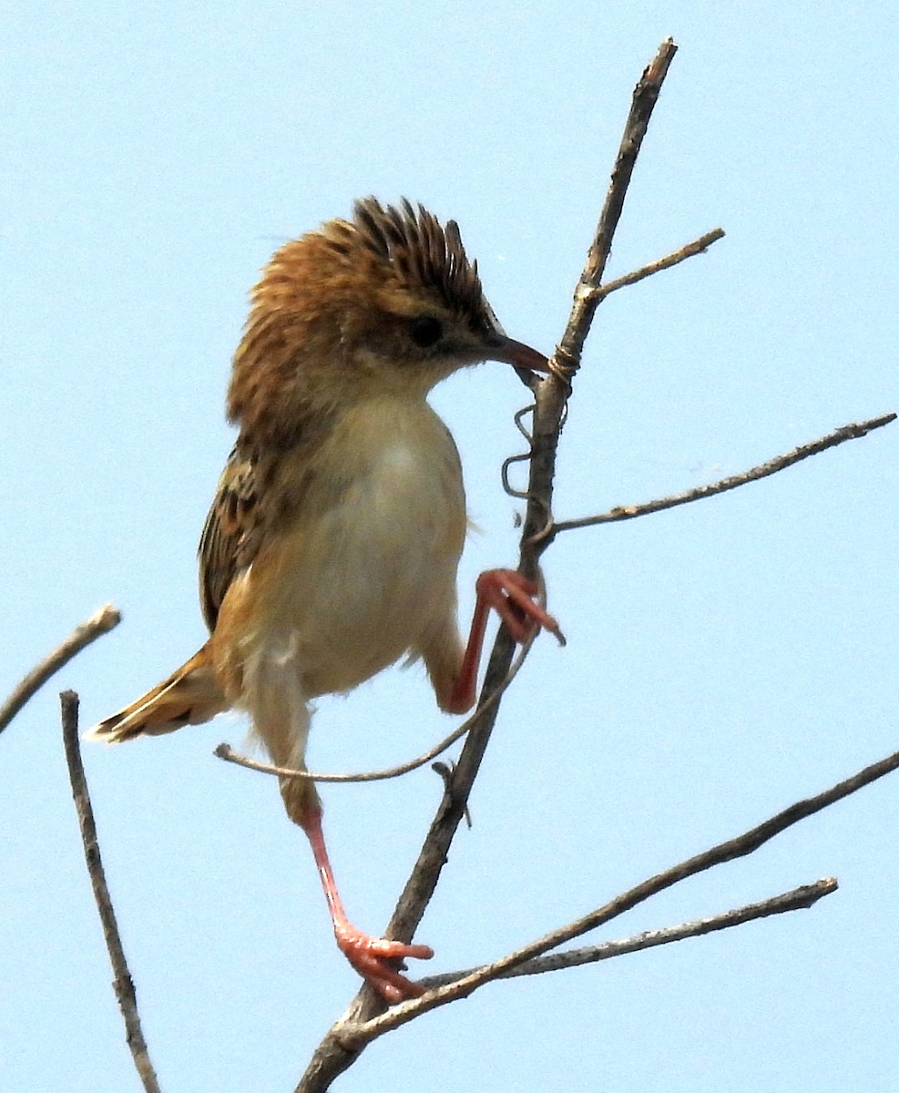 Zitting Cisticola - ML646432898