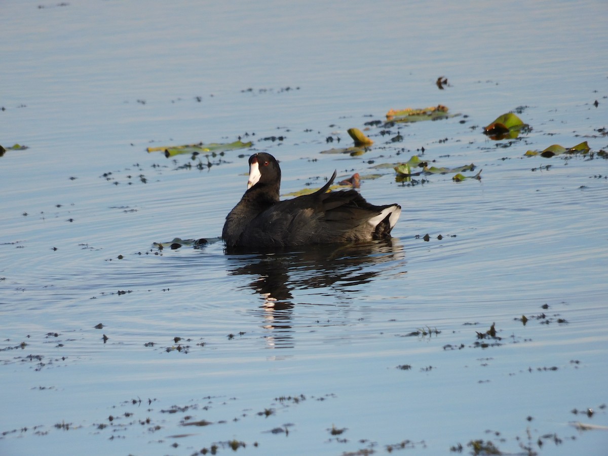 American Coot - ML646432899