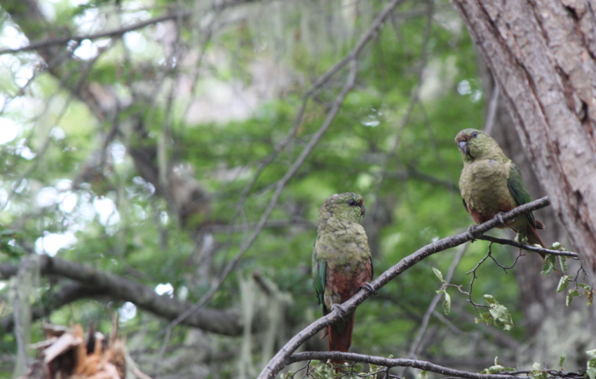 Austral Parakeet - ML646432902