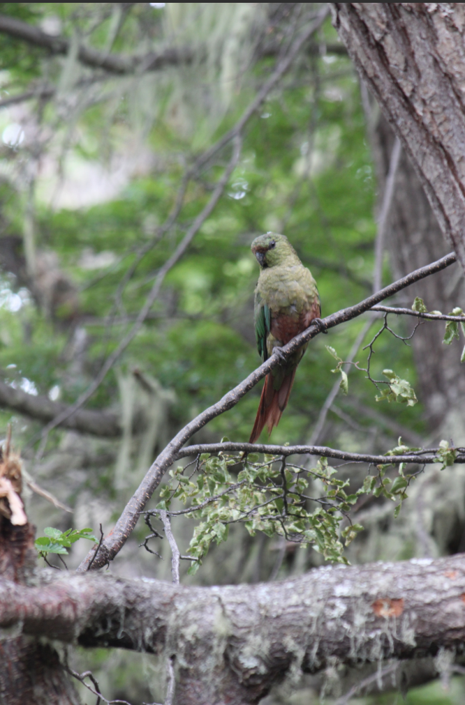Austral Parakeet - ML646432903