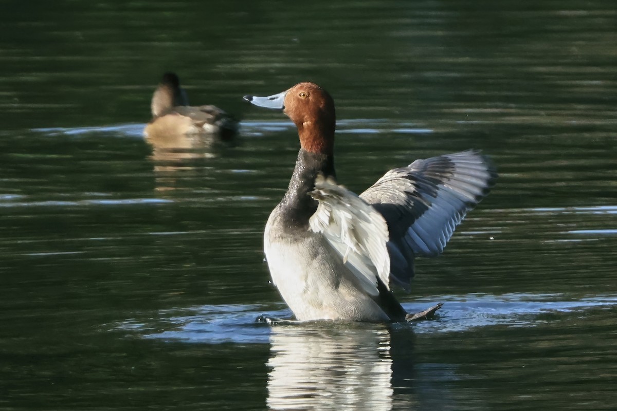 Redhead - ML646432904
