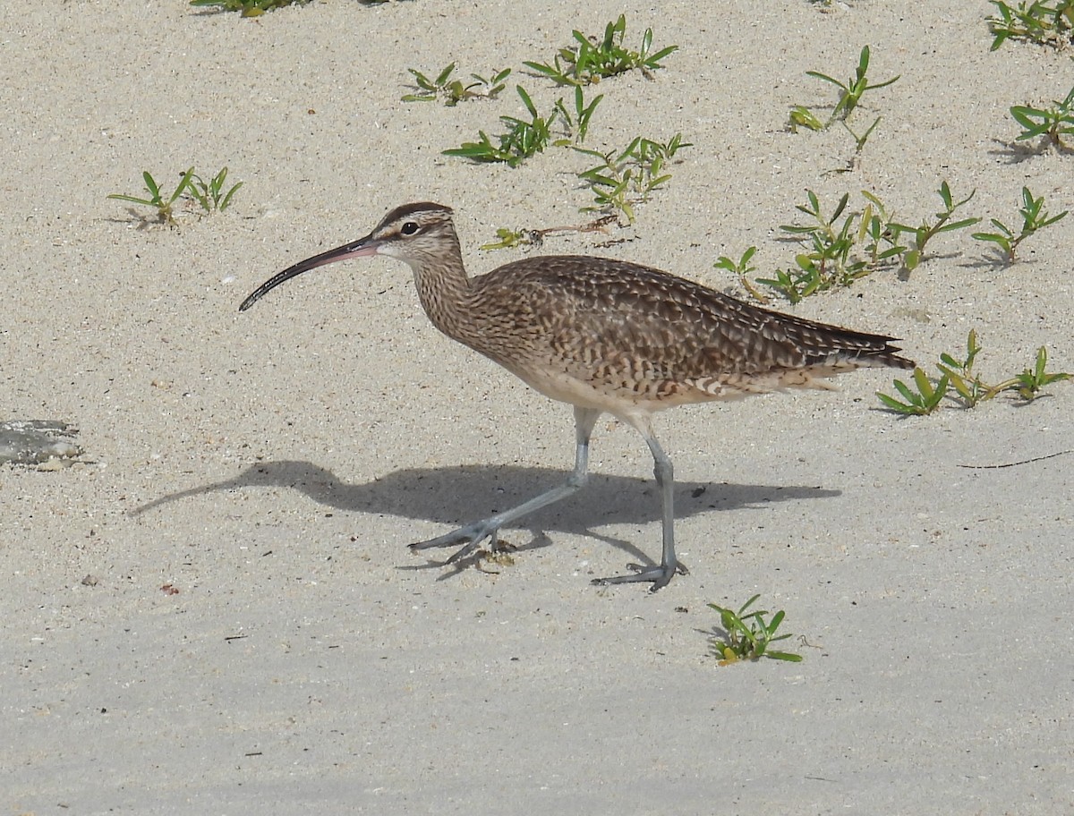 Hudsonian Whimbrel - ML646432907