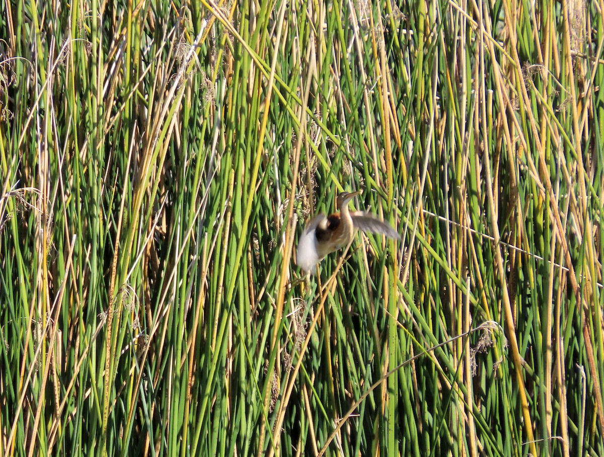 Least Bittern - ML646432909