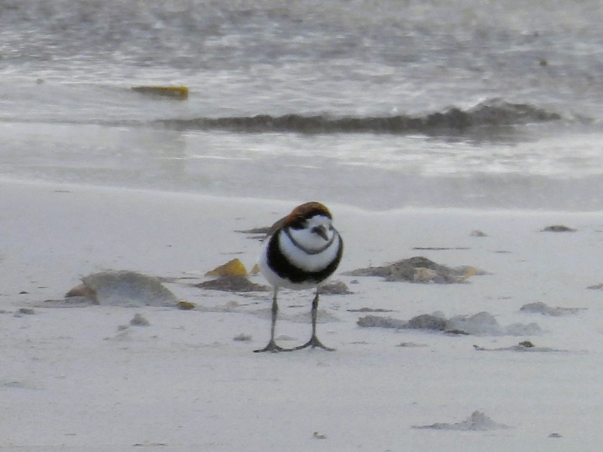 kulík patagonský - ML646432911