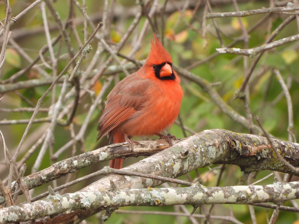 Northern Cardinal - ML646432914