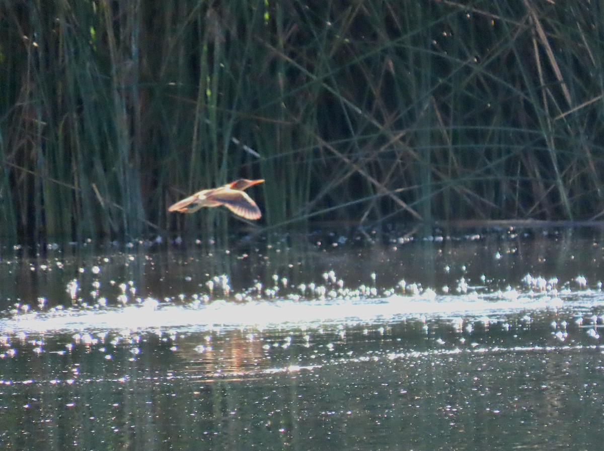 Least Bittern - ML646432916