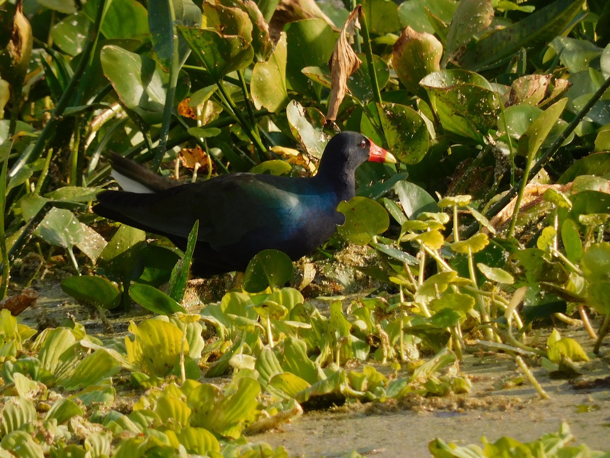 Purple Gallinule - ML646432919