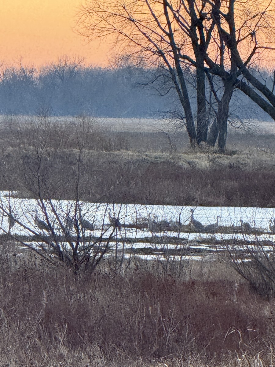 Sandhill Crane - ML646432921