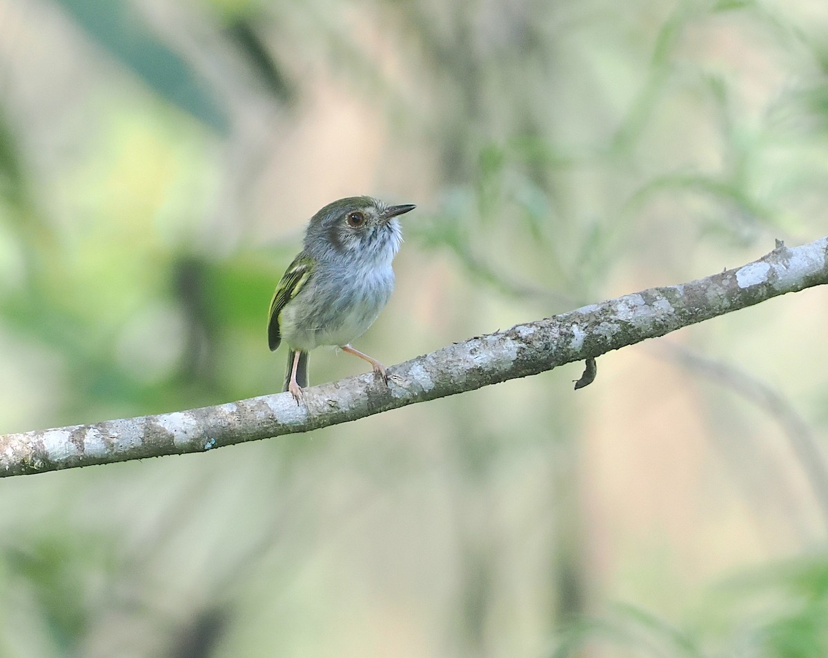 Microtyran à ventre blanc - ML646432926