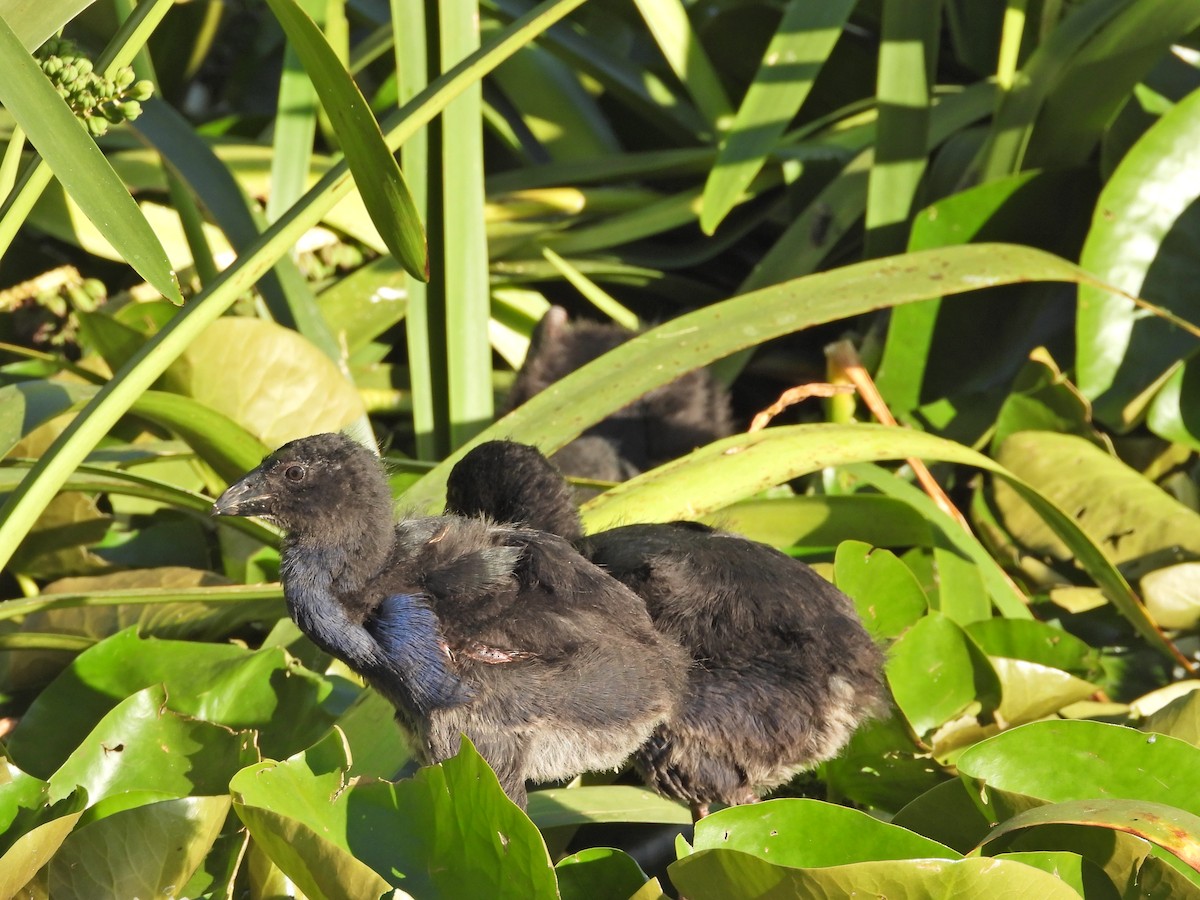 Australasian Swamphen - ML646432927
