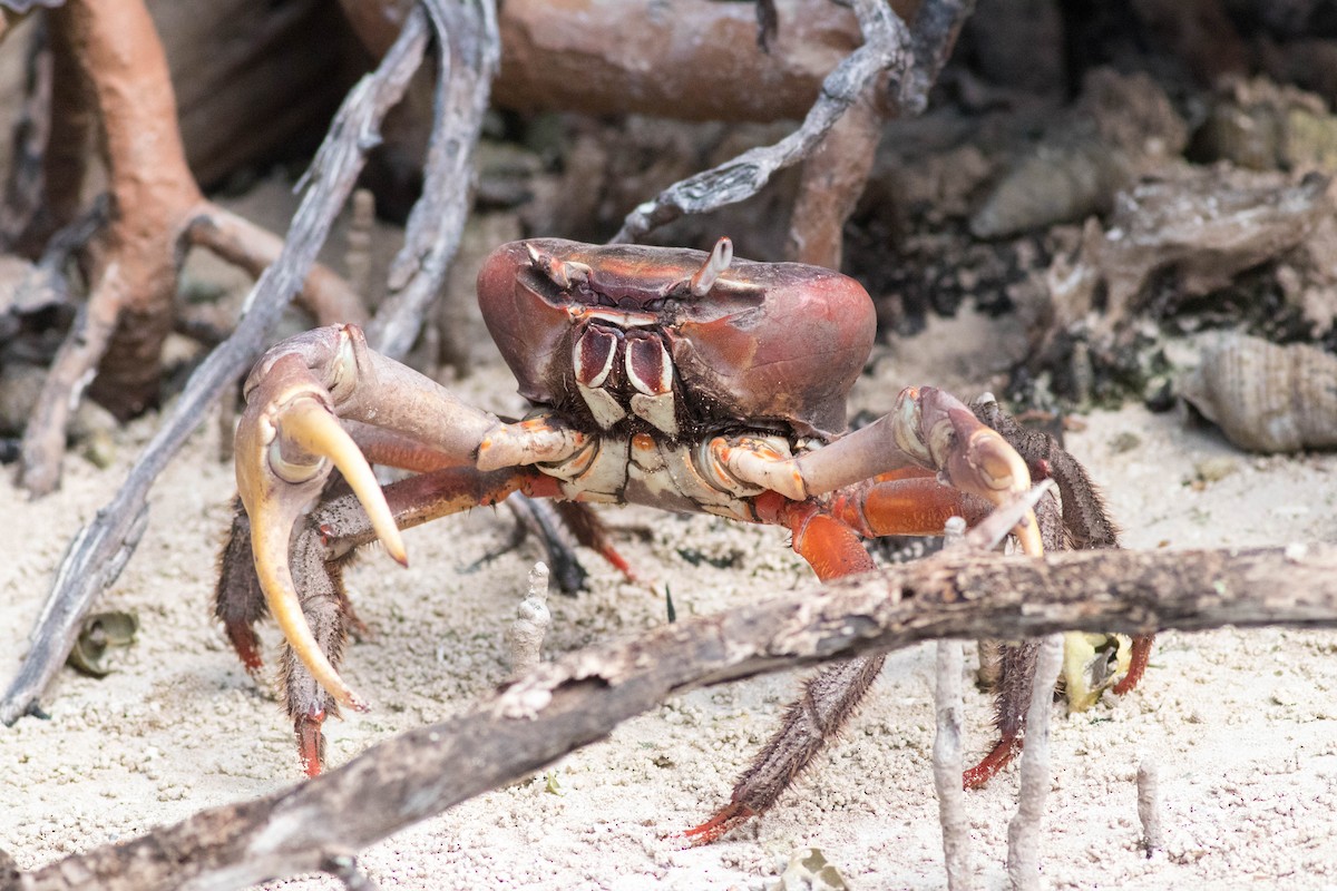Brown Land Crab - ML646432928