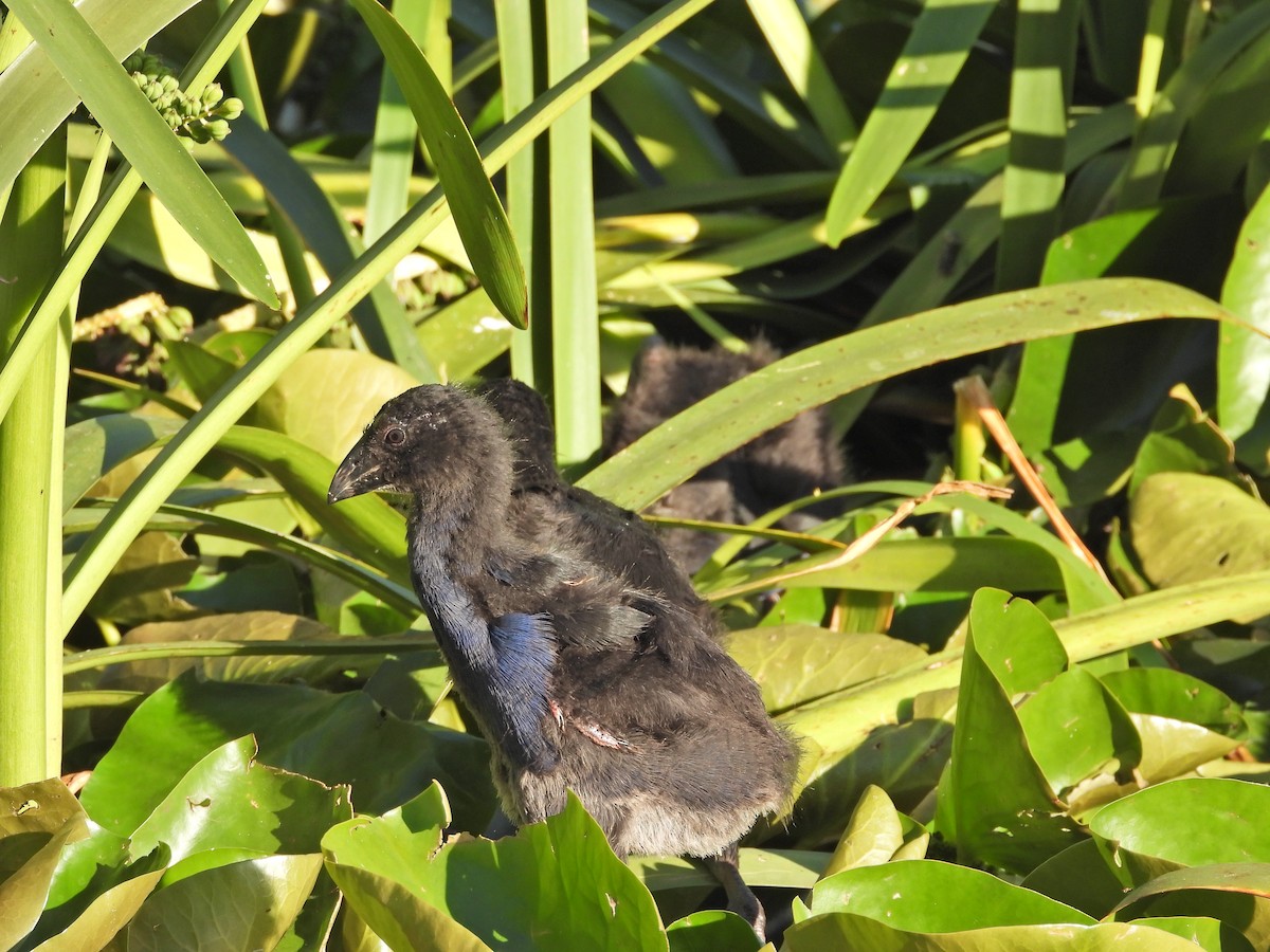 Australasian Swamphen - ML646432929