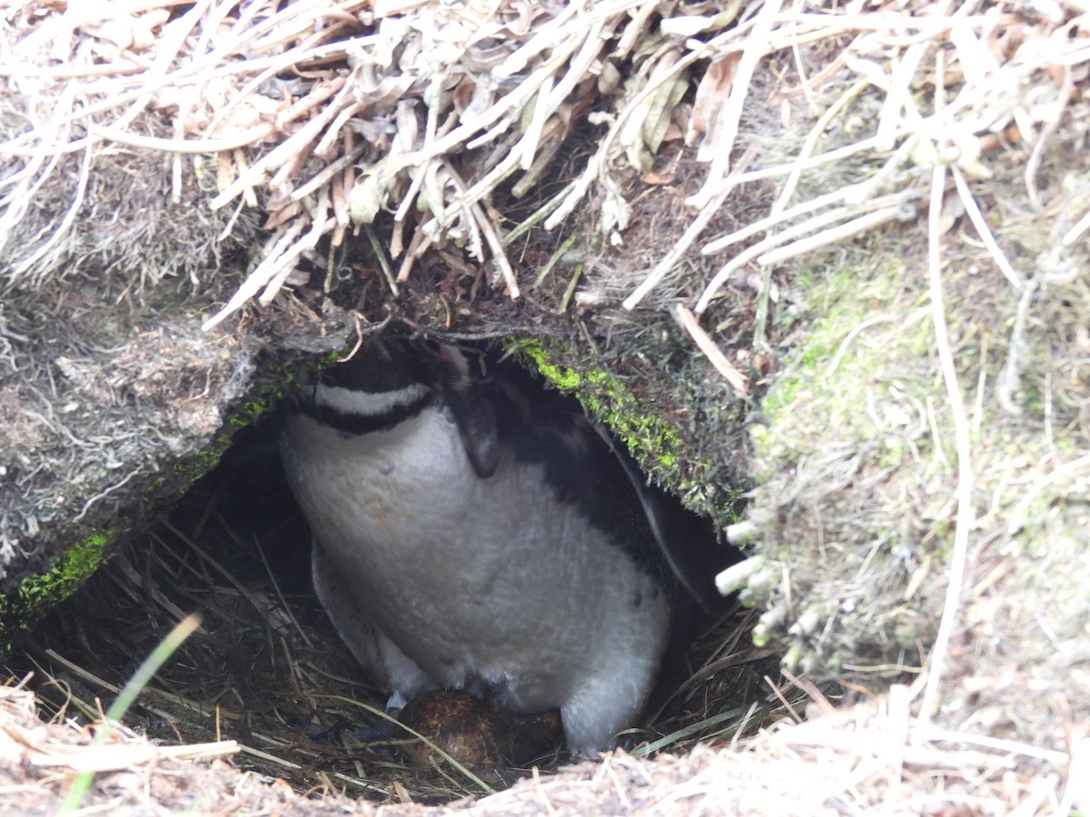 tučňák magellanský - ML646432931