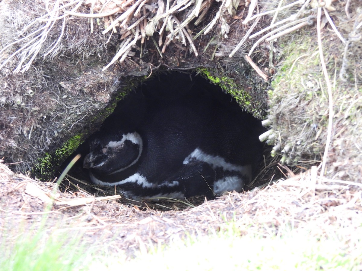 tučňák magellanský - ML646432932