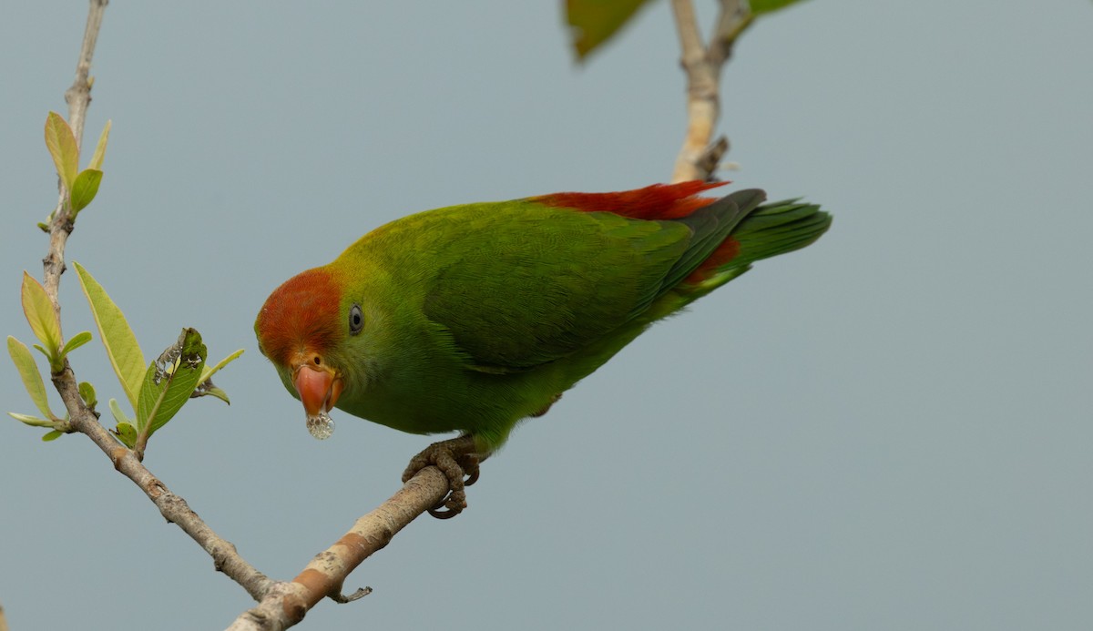 Sri Lanka Hanging-Parrot - ML646432933