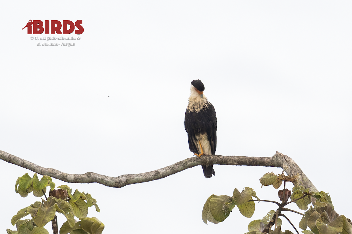 karančo jižní - ML646432934