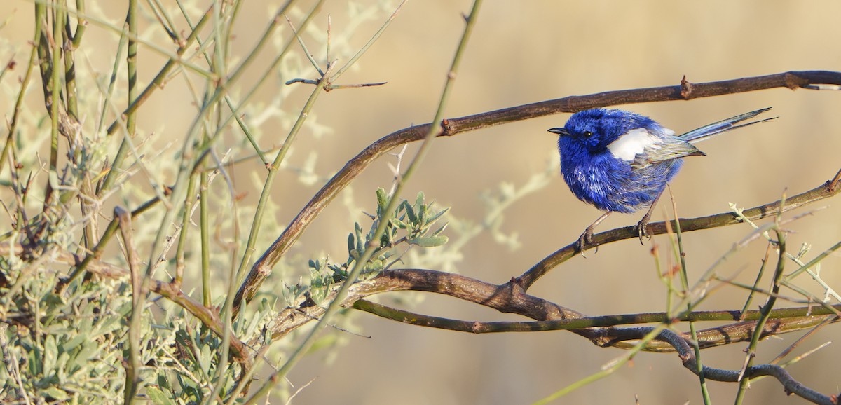 White-winged Fairywren (Blue-and-white) - ML646432935