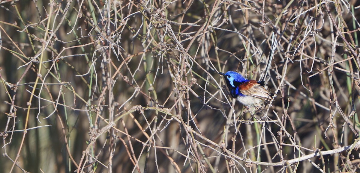 Purple-backed Fairywren - ML646432936