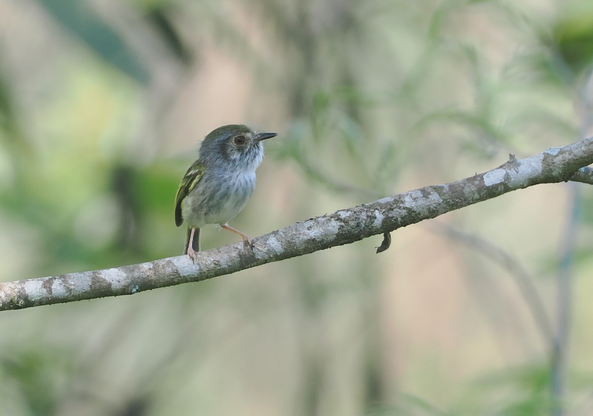 Microtyran à ventre blanc - ML646432937