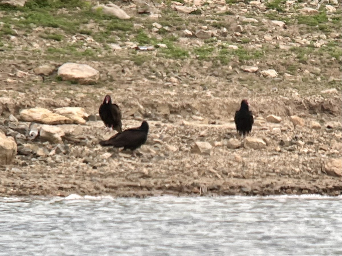 Turkey Vulture - ML646432941