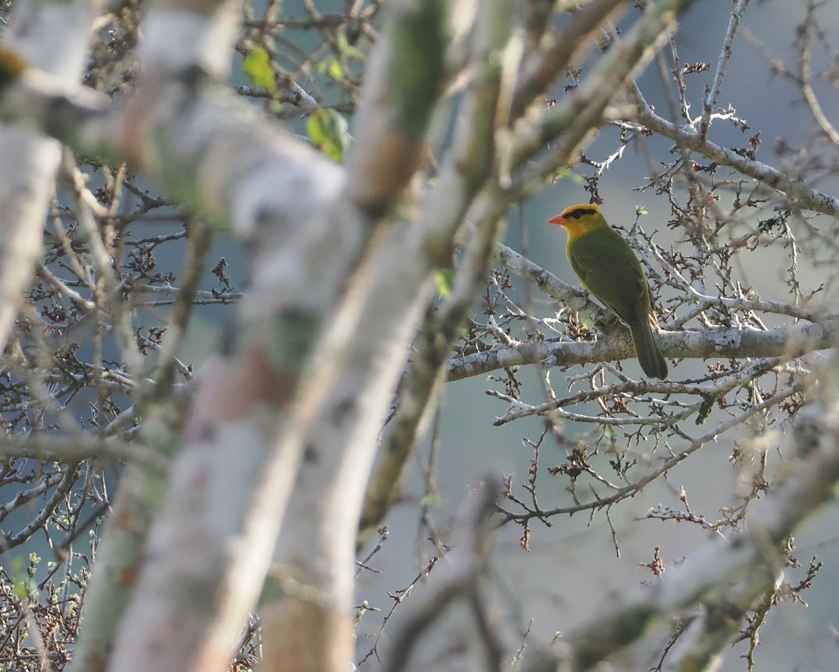 Tangara inti - ML646432942