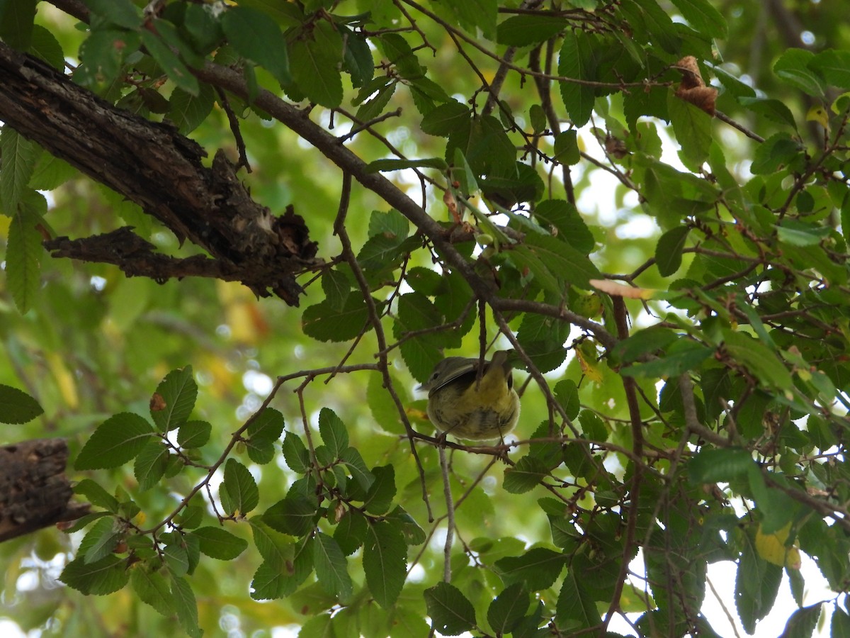 Orange-crowned Warbler - ML646432945