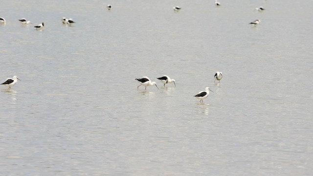 Banded Stilt - ML646432946
