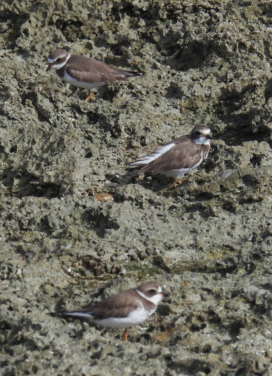Semipalmated Plover - ML646432950