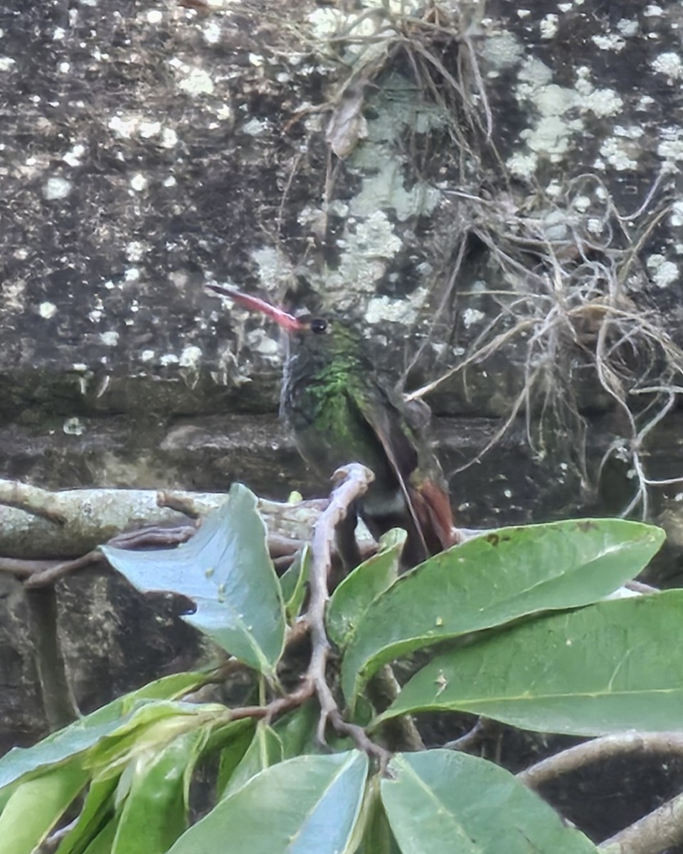 Rufous-tailed Hummingbird - ML646432951