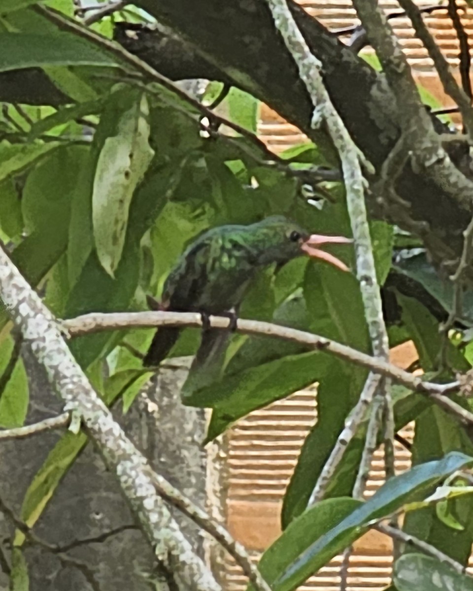 Rufous-tailed Hummingbird - ML646432952