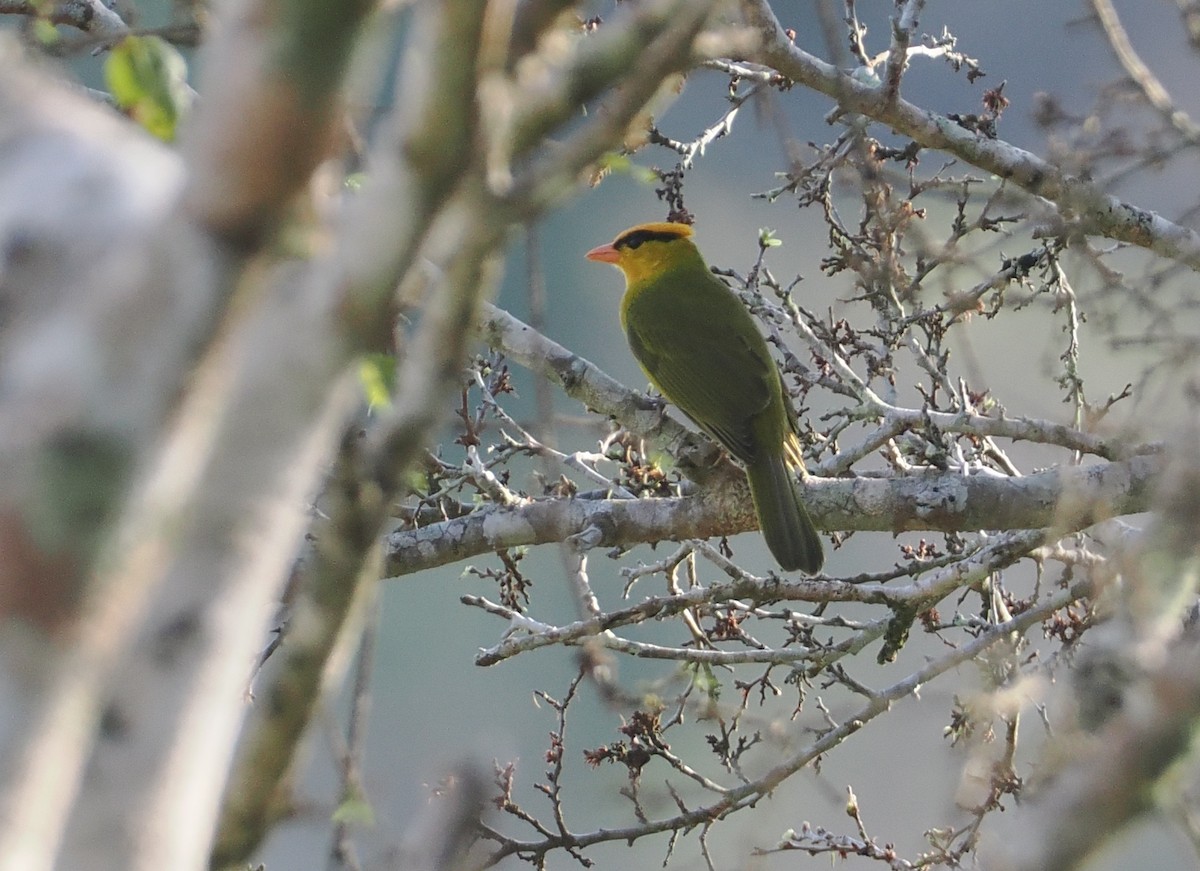 Tangara inti - ML646432953