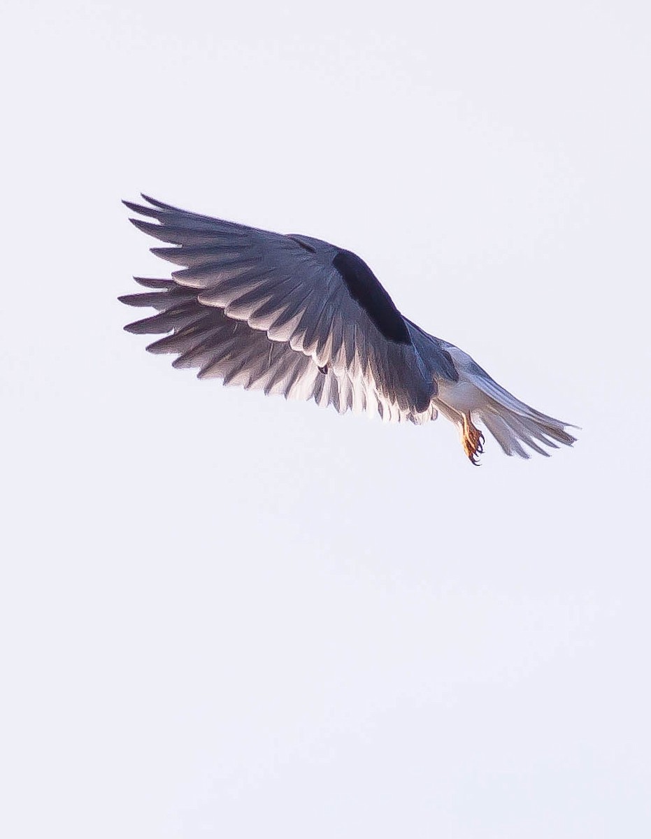 White-tailed Kite - ML646432955