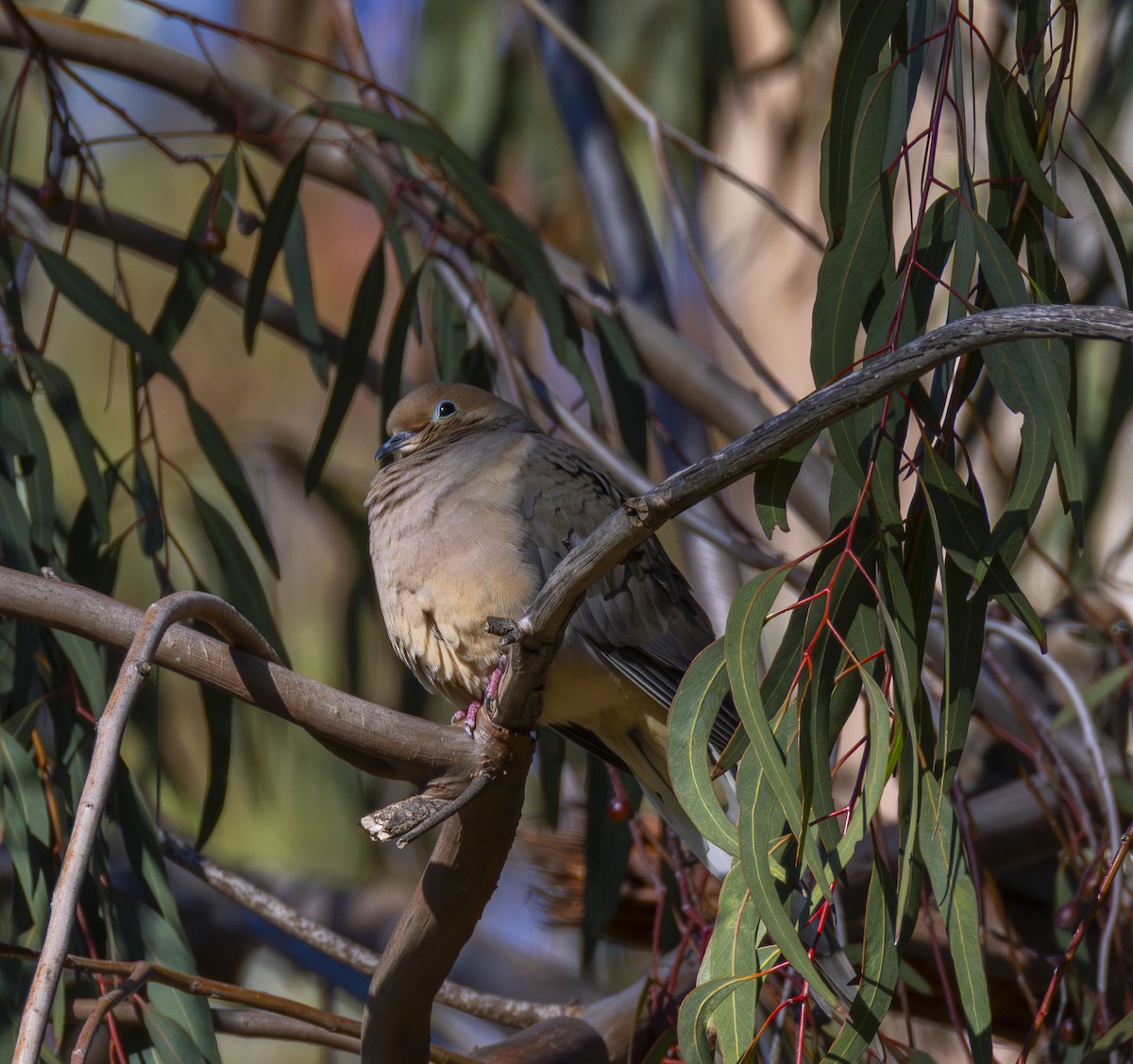 hrdlička karolínská - ML646432962