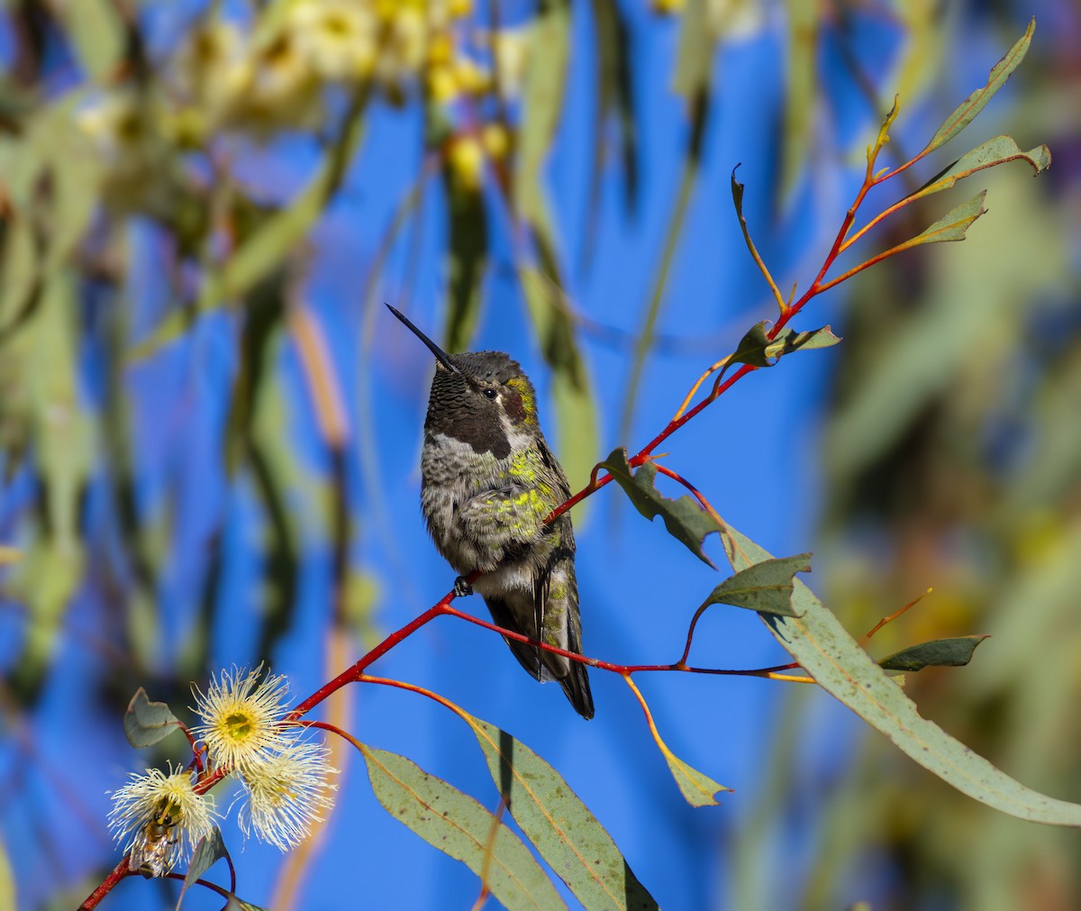 kalypta růžovohlavá - ML646432963