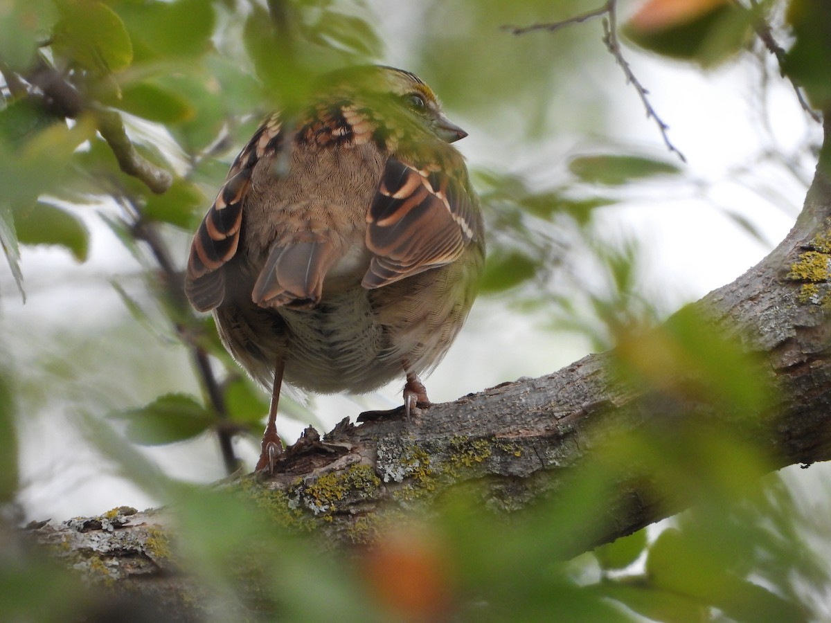 White-throated Sparrow - ML646432964