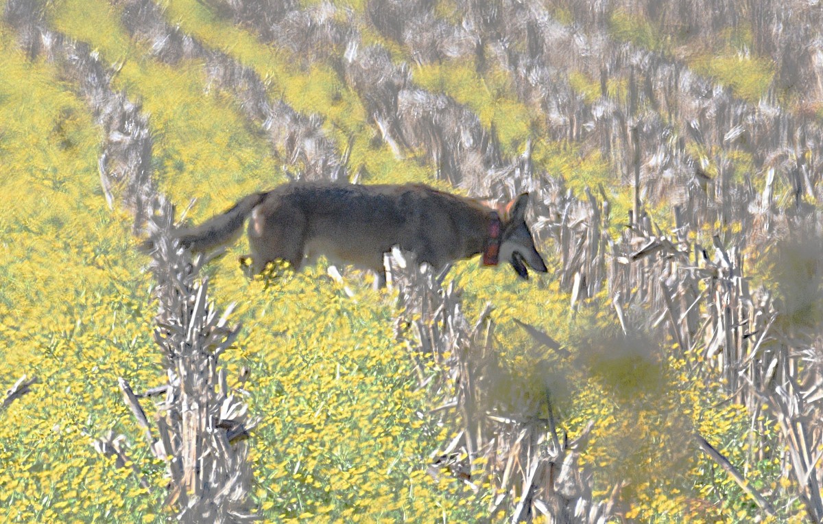 Red Wolf - ML646432965