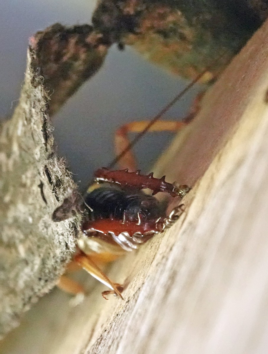 Wētāpunga - ML646432966