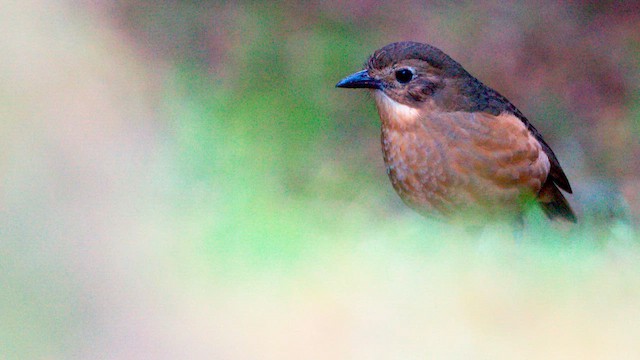Tawny Antpitta - ML646432967