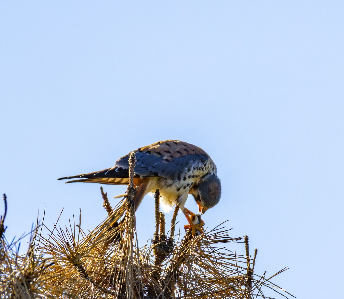 poštolka pestrá - ML646432969