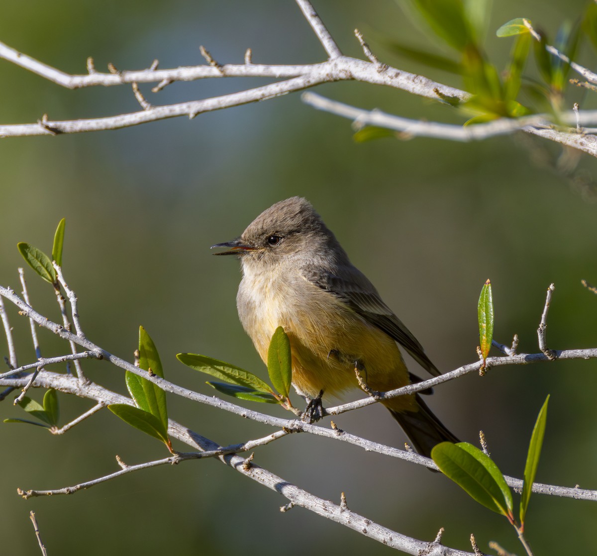 Say's Phoebe - ML646432972