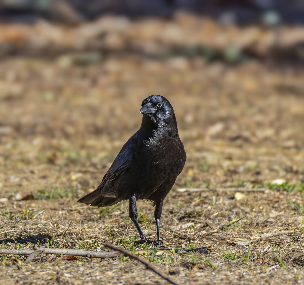 vrána americká - ML646432976