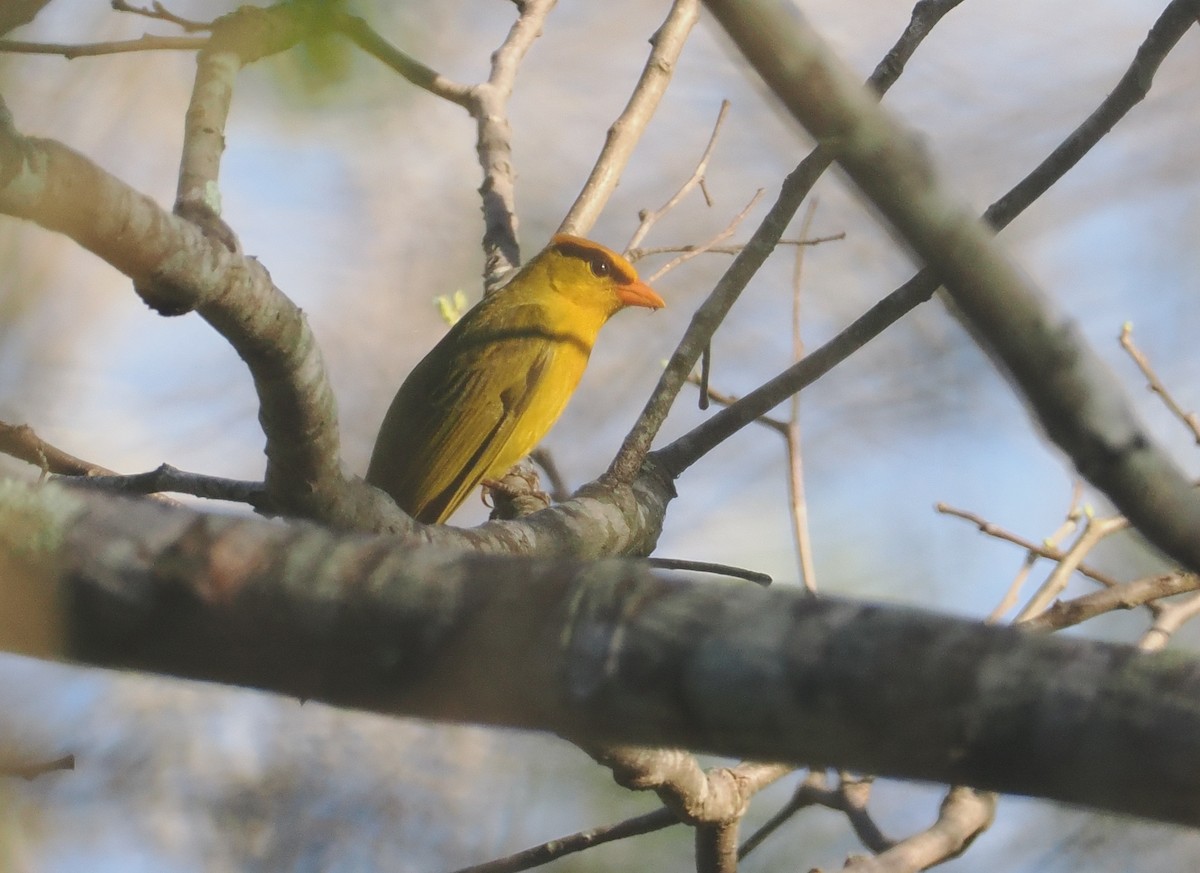 Tangara inti - ML646432977