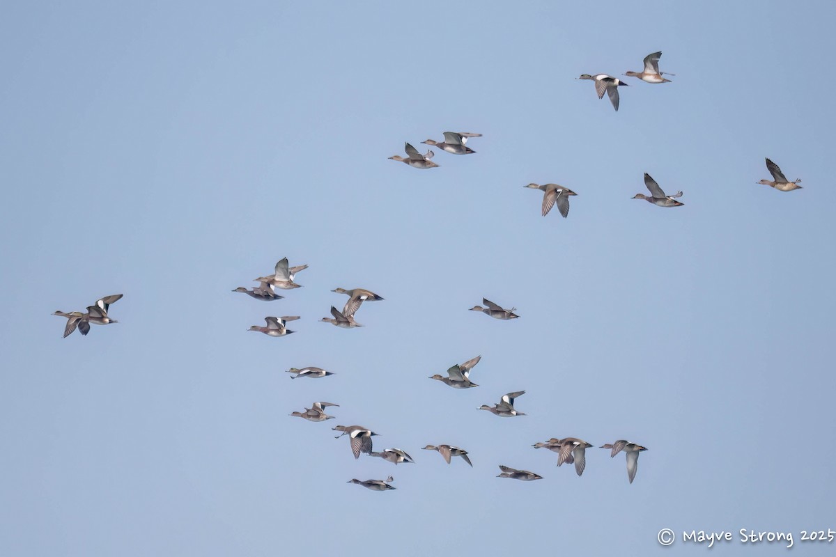 Ánade Friso - ML646432978