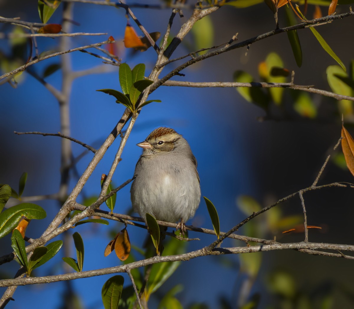 strnádka vrabcovitá - ML646432979